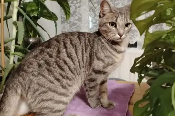 Кошка найдена на Дзержинского, 11, Сургут