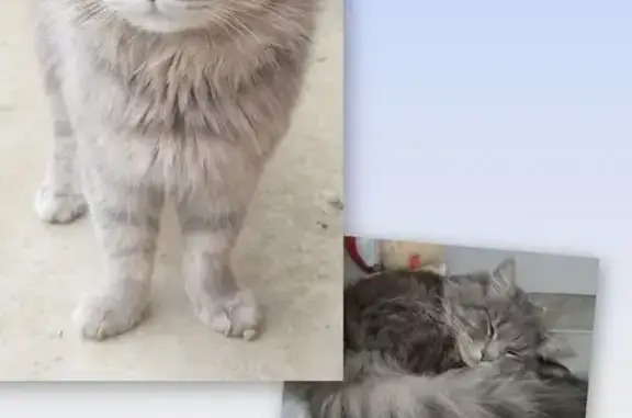 Кошки потеряшки, Славянск-на-Кубани, фото: Потеряшка серая кошка, ул. Стаханова, 259