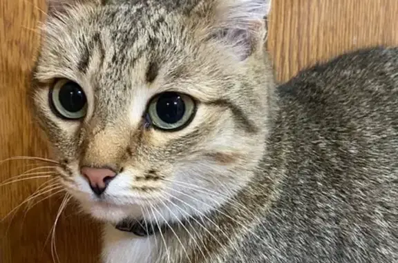 Кошка найдена: Преображенская 27, Киров