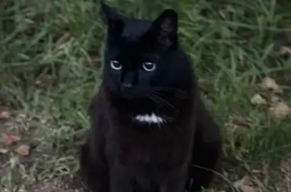 Кошки потеряшки, Юкки, фото: Потеряшка кот, Советская ул., 8, Юкки