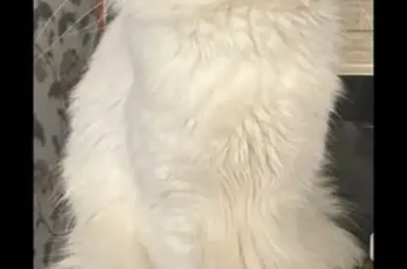 Найденные животные Нижний Тагил, фото: Пропал кот, Новострой 14, Нижний Тагил