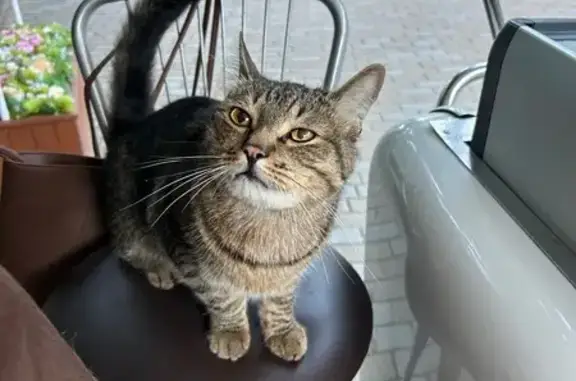 Кошка найдена, Москва, Филевский парк