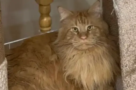 Кошки потеряшки, Можга, фото: Потеряшка кошка, Лесная ул. 96, Можга