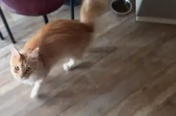 Пропала кошка, Рыбацкий переулок, Керчь