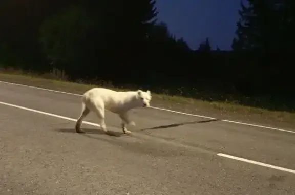 Найден алабай, 87Р-001, Ляли