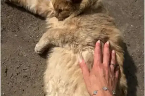 Пропала кошка, Иваново