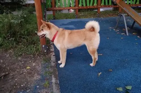 Сиба-ину найдена на Новоясеневском проспекте
