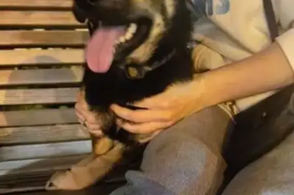 Собака найдена: Дзержинского 14, Тюмень