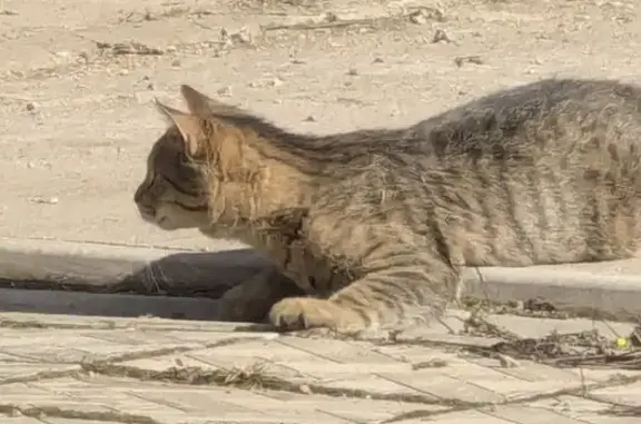 Пропала кошка, Великолукская ул. 19, Невель