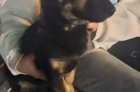 Найдена собака, ул. Дзержинского, 14