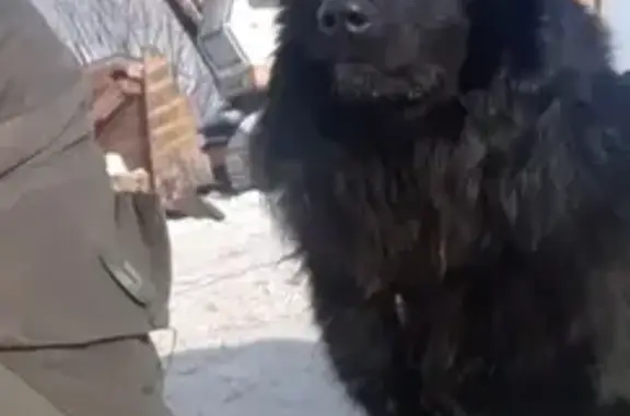 Пропала собака Миша, Ерёмино, Забайкалье