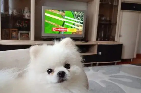 Собаки потеряшки, Красноярск, фото: Потеряшка собака, Берёзовая ул. 11, Крск