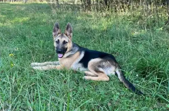 Собаки потеряшки, , фото: Потеряшка собака, Центральная ул., 7