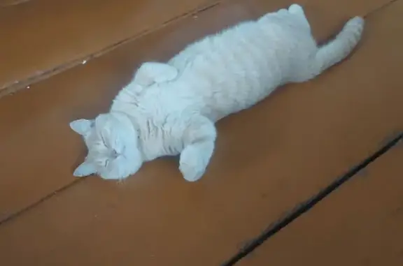 Пропала кошка, Чита, Забайкалье