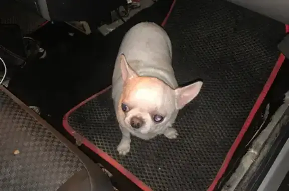 Найдена собака, Озерский городской округ, фото: Собака найдена: Каслинская дорога, Озёрск