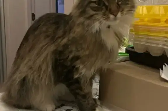 Кошки потеряшки, Хабаровск, фото: Потеряшка кошка, Тихоокеанская ул, 221