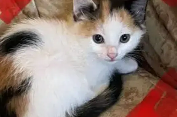 Найдена кошка, Владивосток, фото: Трёхцветная кошка найдена на Тунгусской 61А