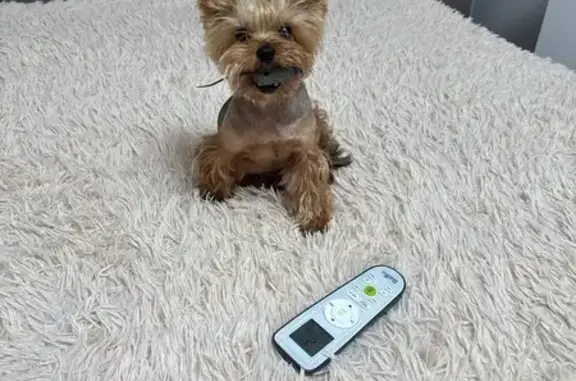 Собаки потеряшки, Новотитаровское, фото: Потеряшка собака: Новотиторовская, 03К-023