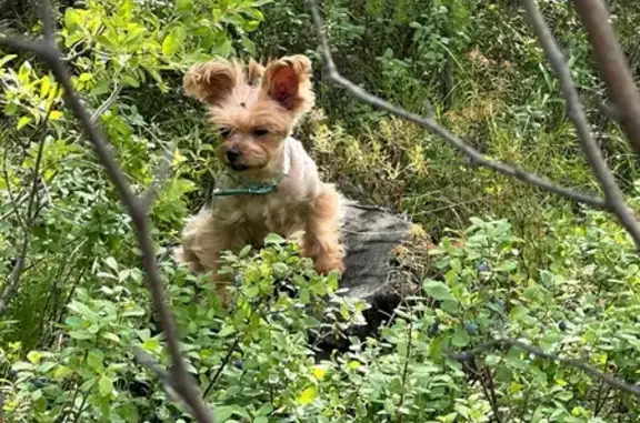 Пропала собака в районе п. Песчанка, Чита