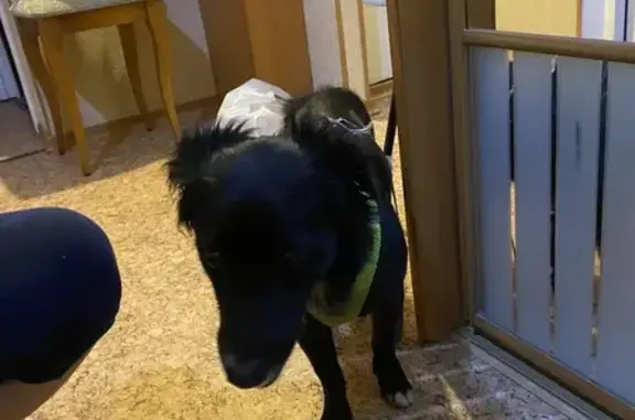 Нашли черную собаку, Красноярск, пр. Газеты