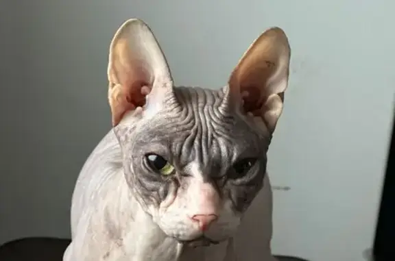 Пропала кошка, 2-я Учительская, 10А