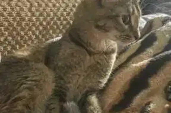 Кошки потеряшки, Архангельская область, фото: Потеряшка кошка, ул.Галушина, 3, Архангельск