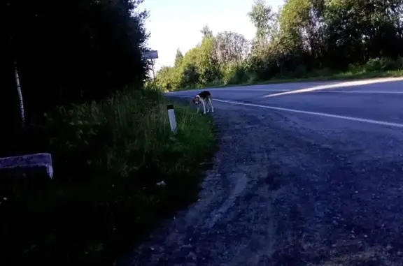 Найдена собака, Свердловская область, фото: Асбест: найдена собака, сады Виктория