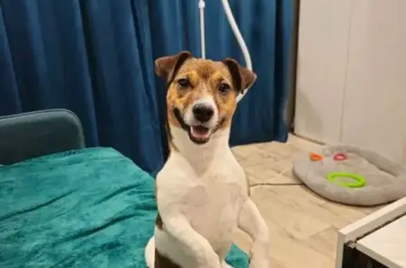 Собаки потеряшки, Сосновоборск, фото: Потеряшка собака, ул. Энтузиастов, Сосновоборск