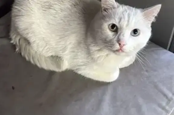 Кошки потеряшки, Новосибирская область, фото: Потеряшка белая кошка, Кудряшовский с/с