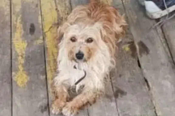 Найдена собака, Трудовое, фото: Найдена собака, ул. Карла Маркса 129