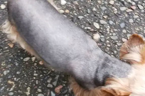 Найдена собака, Междуреченск, фото: Собака найдена, пр. Строителей 39, Междуреченск