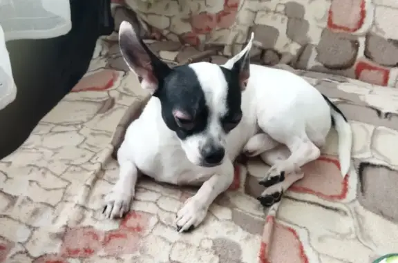 Собаки потеряшки, Верхний Уфалей, фото: Потеряшка собака, Каслинская 4, Верхний Уфалей