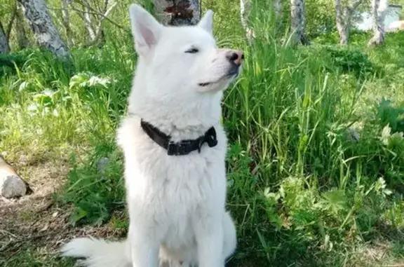 Собаки потеряшки, , фото: Потеряшка собака, Вилючинск-КПП 