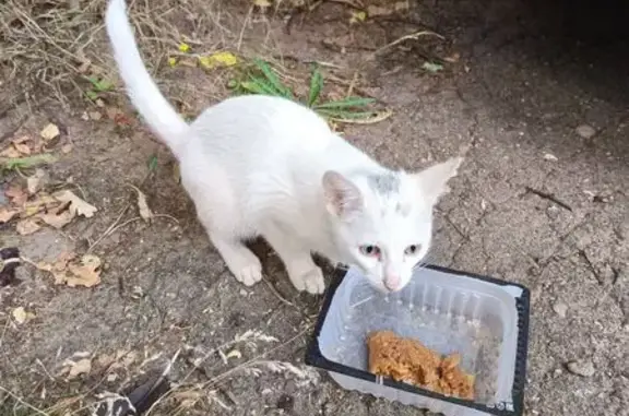 Найдена кошка, Чебоксары, фото: Кошка найдена, ул. Патриса Лумумбы, Чебоксары