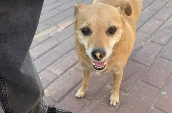 Собака найдена: Партизанская, 16, Омск