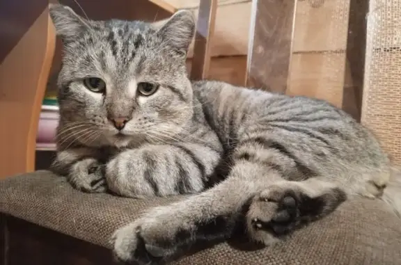 Кошки потеряшки, , фото: Потеряшка кошка, ул. Перминова, Белый Яр