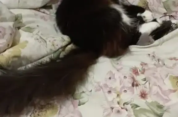 Объявления о пропавших и найденных животных, Черепаново, фото: Пропала кошка на ул. Некрасова, Черепаново