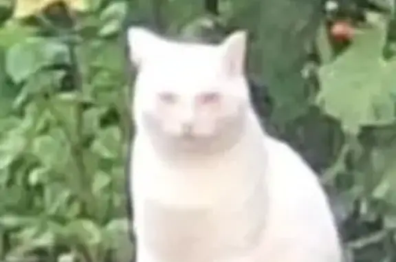 Пропала кошка, пр. Победы 17А, Копейск