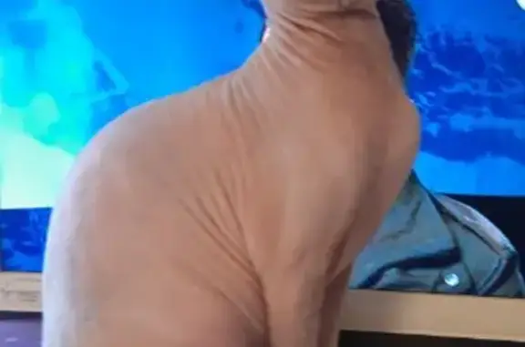 Кошки потеряшки, Заречный, фото: Потеряшка кошка, ул. Курчатова, 27 к3