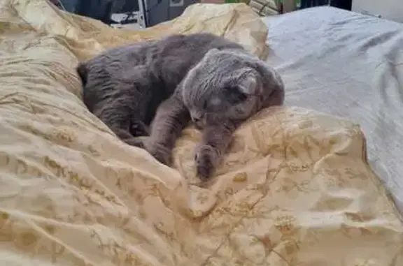 Потерянные животные Омск, фото: Пропала кошка, Омск, 19-я Линия, 158