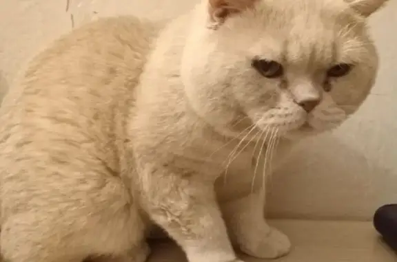 Кошки потеряшки, Красноярск, фото: Потеряшка кошка, ул. 9 Января, 26А