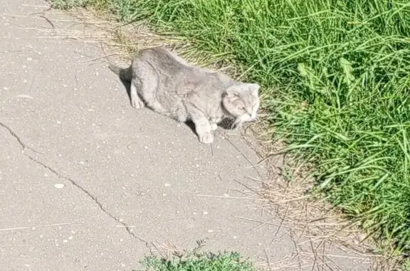 Кошки потеряшки, Ржев, фото: Потеряшка кошка, Селижаровский пр., 8, Ржев