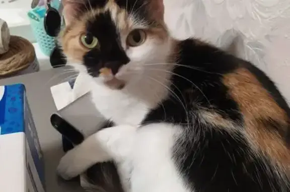 Пропала кошка, ул. Стаханова, 42А