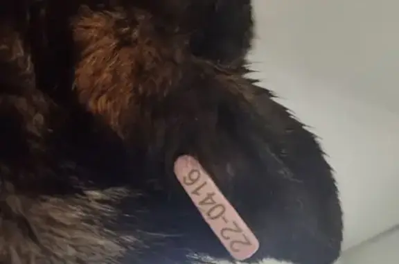 Собака найдена у Дворца спорта, пр. Гагарина