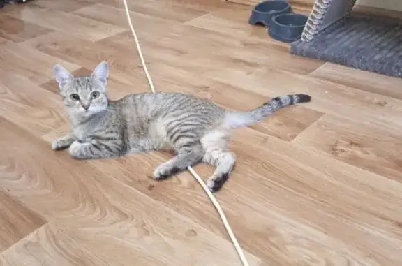Пропала кошка, ул. Дыбцына, 14, Коряжма