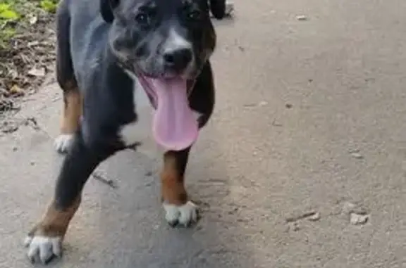 Найдена собака, Иваново, фото: Собака найдена: ул. Кирякиных, 2, Иваново