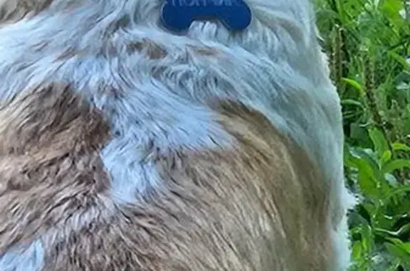 Собака найдена: Маршала Катукова, 9 к1