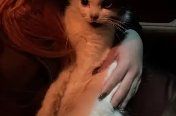 Найдена кошка, Вязьма, фото: Кошка найдена: Смоленская ул, 11, Вязьма