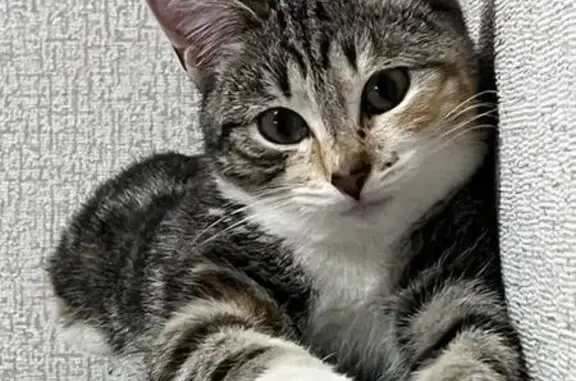 Кошки потеряшки, Няндома, фото: Потеряшка кошка, Фадеева 8А, Няндома