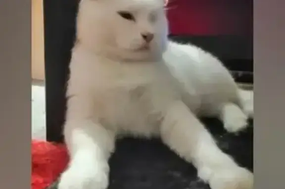 Кошки потеряшки, Никольское, фото: Потеряшка кошка Анжи, Широкая ул, 37